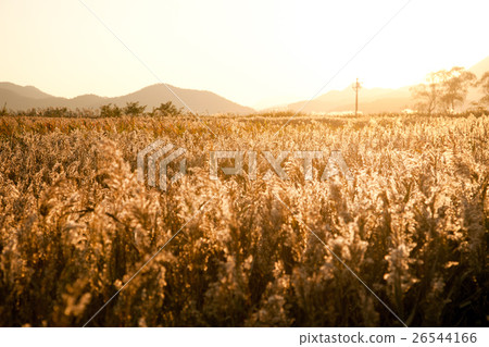 Common reed Common reed 26544166