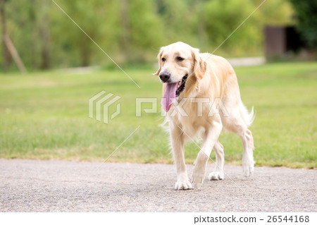 Pet and Me II  26544168