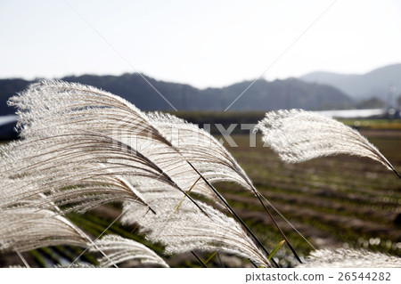 Common reed Common reed 26544282