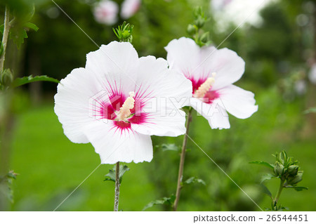 Rose of Sharon 26544451