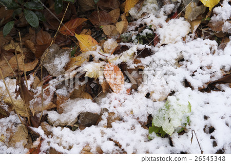 在秋葉上堆積的第一場雪 在秋葉上堆積的第一場雪 26545348