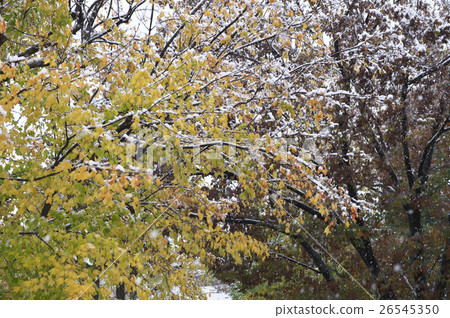 在秋葉上堆積的第一場雪 在秋葉上堆積的第一場雪 26545350