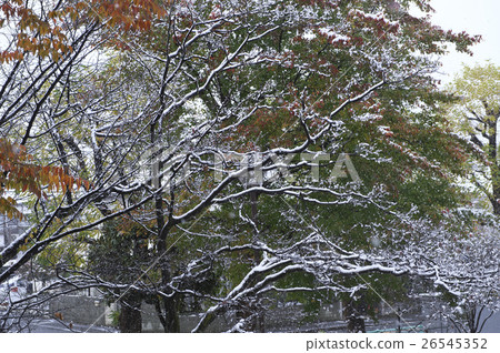 First snow to be piled on autumn leaves 26545352