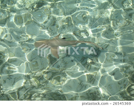 馬爾代夫鯊魚 馬爾代夫鯊魚 26545369