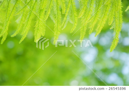 Spring / fresh green shining sparkle 3 26545896