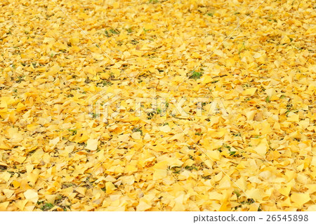 Fallen leaves of one side ginkgo 1 Fallen leaves of one side ginkgo 1 26545898