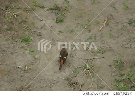 一隻鳥 26546257