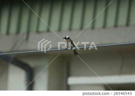 白頭翁 白頭翁 26546543