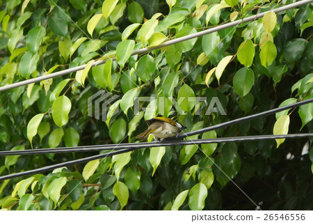 白頭翁 白頭翁 26546556