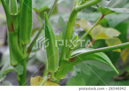 黃秋葵場 26546942