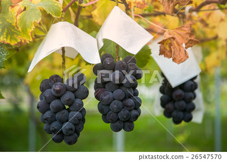 grapes garden Japan 26547570