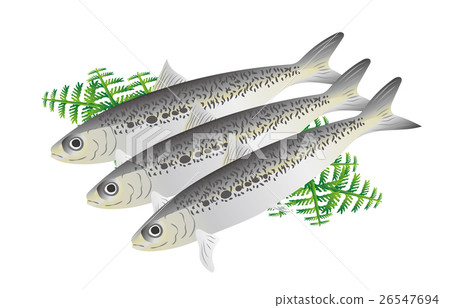 沙丁魚 沙丁魚 26547694