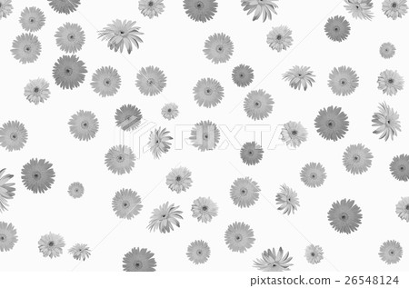 Black and white pattern of gerbera flower texture Black and white pattern of gerbera flower texture 26548124
