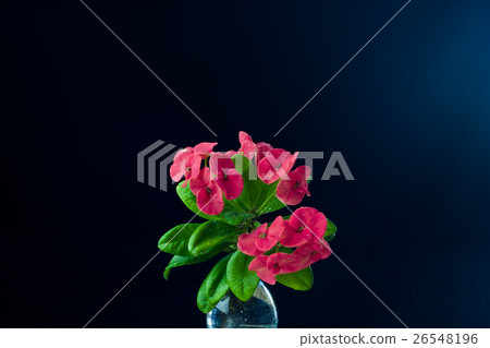 Euphorbia milli dark blue background Euphorbia milli dark blue background 26548196
