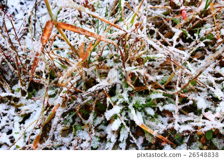 雪地之花 26548838