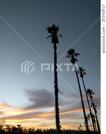 洛杉磯棕櫚樹日落場景 洛杉磯棕櫚樹日落場景 26548917