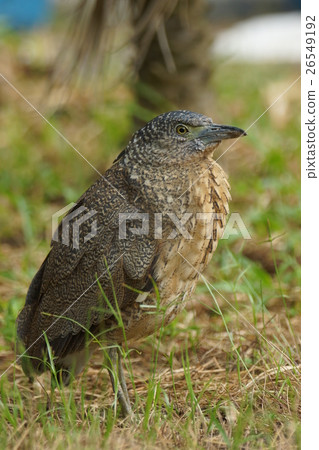 黑冠麻鷺 26549192