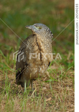 Black-crowned egret 26549193
