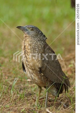 黑冠麻鷺 26549196