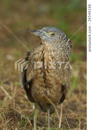 黑冠麻鷺 26549198