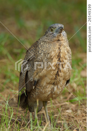 黑冠麻鷺 26549199