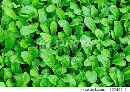 green radish leaf plants in growth at garden green radish leaf plants in growth at garden 26549342
