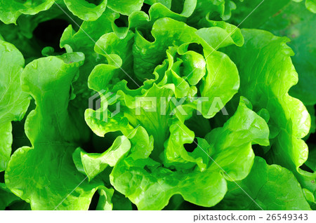 green lettuce crops in growth at vegetable garden 26549343