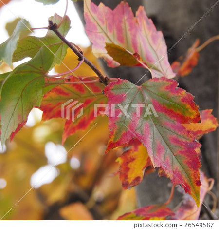 Maple autumn leaves Maple autumn leaves 26549587