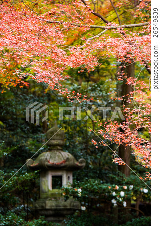 A lapis garden watching from the first floor of the Ruri Kosakuin Fall in Autumn 26549839