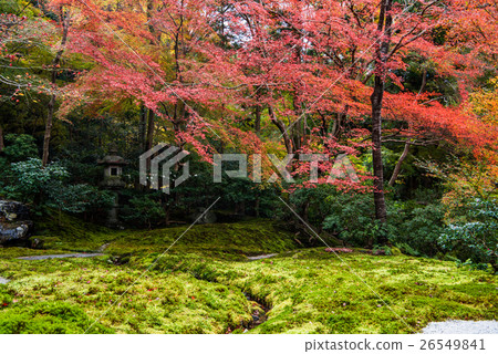 A lapis garden watching from the first floor of the Ruri Kosakuin Fall in Autumn 26549841