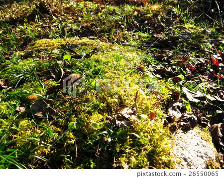 Moss and dead leaves Moss and dead leaves 26550065