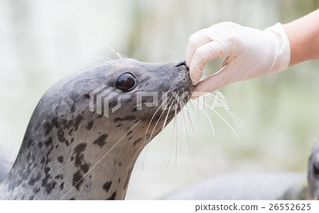 Seal being fed 26552625