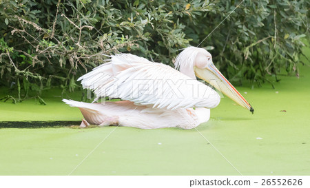 Swimming pelican, dirty water 26552626