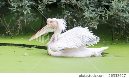 Swimming pelican, dirty water 26552627