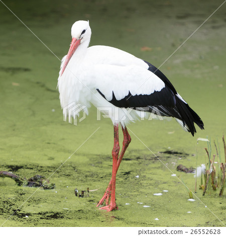Stork walking in a pond filled with duckweed 26552628