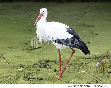 Stork walking in a pond filled with duckweed 26552629
