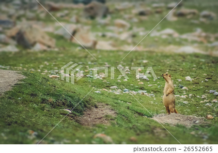 Tibetan marmot on a rock Tibetan marmot on a rock 26552665