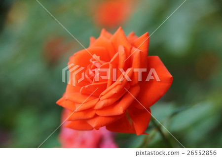花 花 26552856