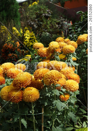 花 26552860