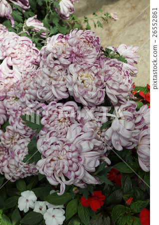 花 花 26552861