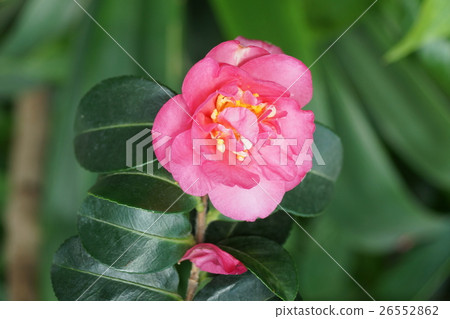 花 花 26552862