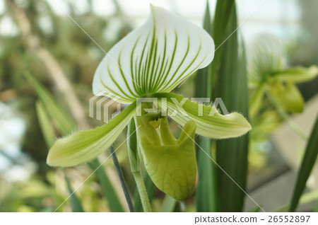 花 花 26552897