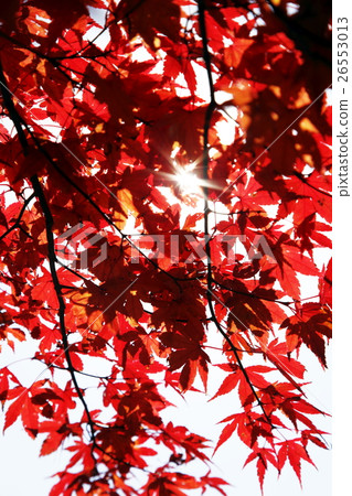 Autumn leaves Autumn leaves 26553013