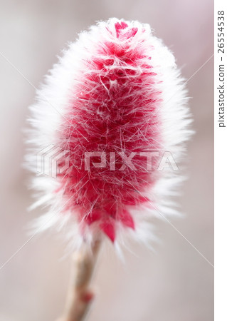 Flower of red-eyeed willow 26554538