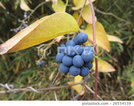 Fruit of Aotutsurafuji 26554539