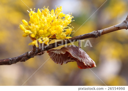 蘑菇和三水花 26554998