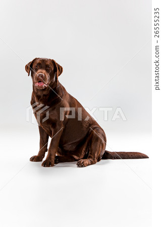 The brown labrador retriever on white The brown labrador retriever on white 26555235