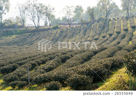茶園(101種植園)泰國·Maesarone 茶園(101種植園)泰國·Maesarone 26555649