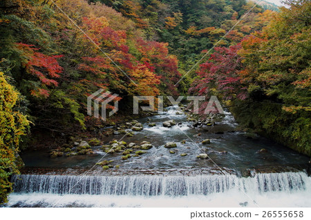 Hayakawa and autumn leaves 26555658