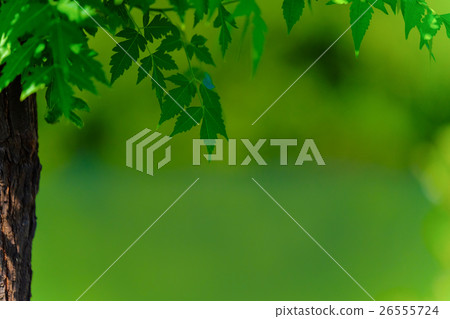 秋天裡的深綠 26555724